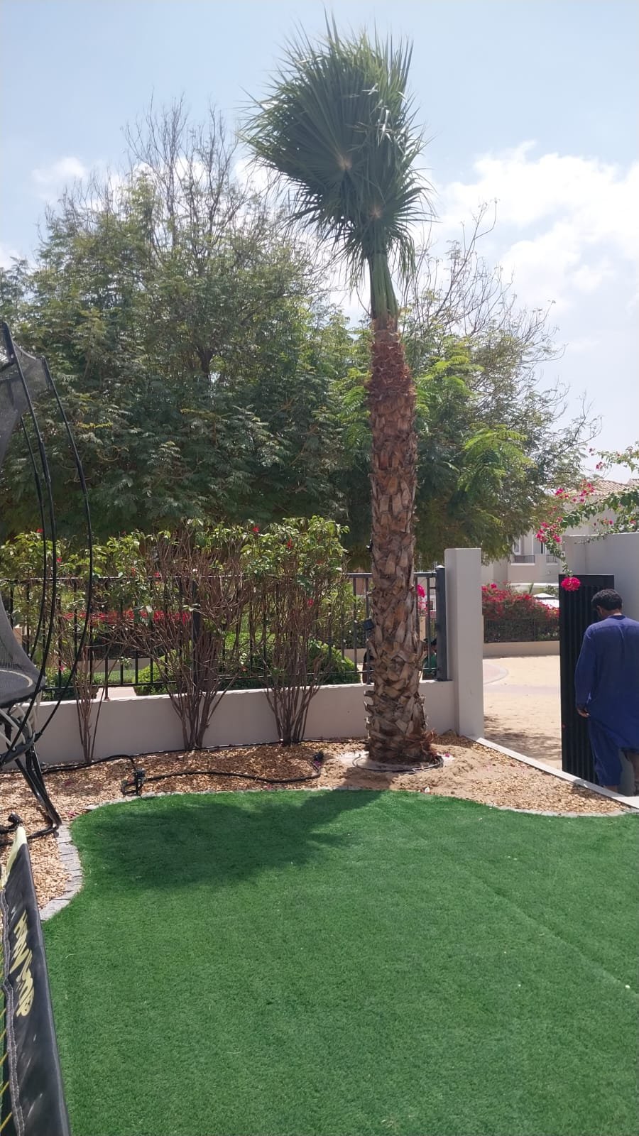 Palm tree trimming specialist Dubai