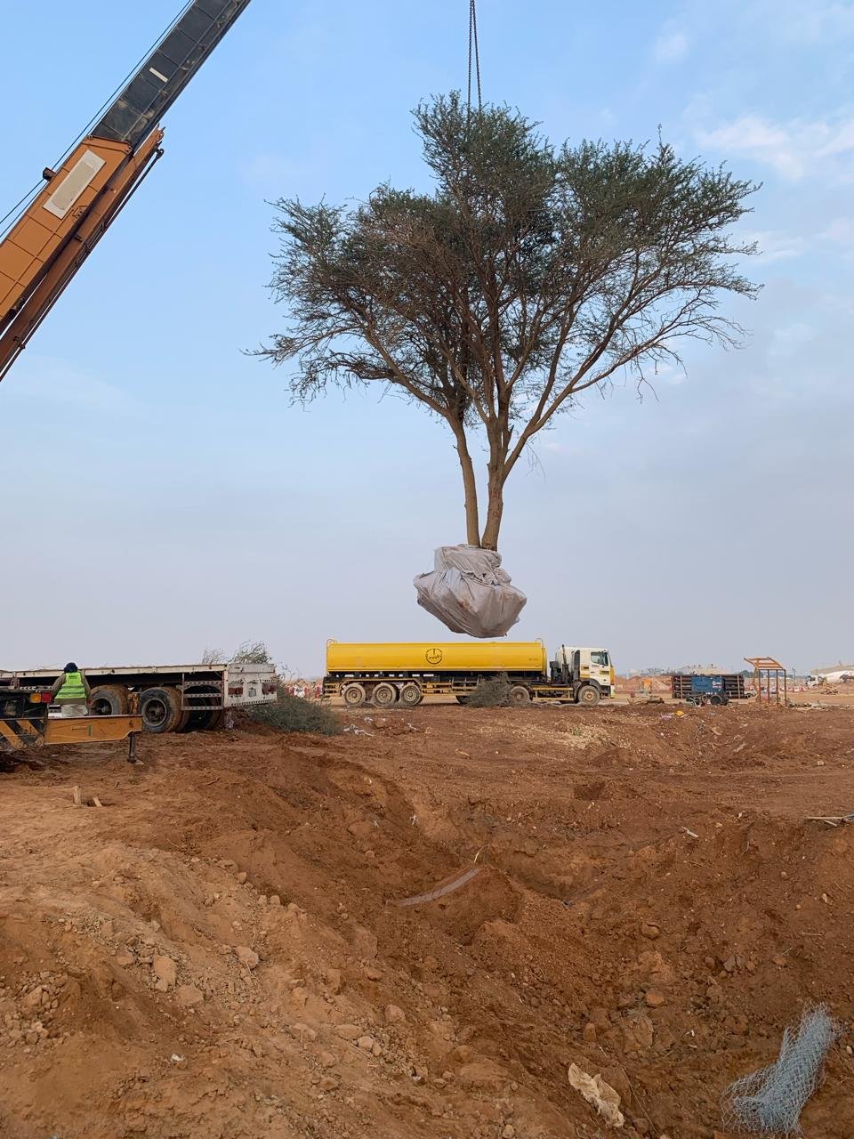 Tree removal project