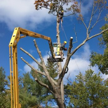 Tree cutting and removal service Dubai