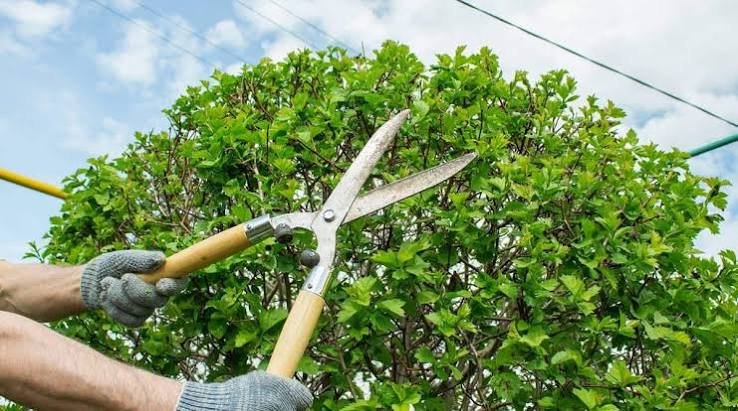 Tree trimming and pruning service in Dubai